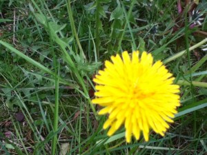 Who couldn't love that sunny yellow face?