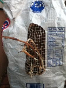 Potatoes have the will to live