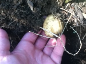 First potato out of the dirt!