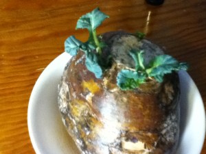 Old root, new sprout