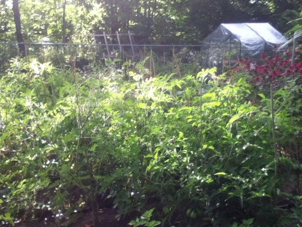 There's about 50 plants all together. 