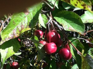 Tart and tiny and growing wild on the roadside.