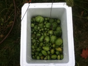 Here they are- the last tomatoes I shall harvest until summer 2015. I mean it this time. No more!