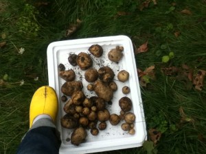 Small potatoes, with my little foot.