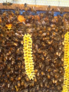 Honey is mostly fructose. Even though it is natural it still counts towards your added sugar allowance. Way tastier than HFCS, though.