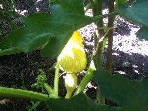 You could wait for the pumpkin, or you could just eat the flower. 