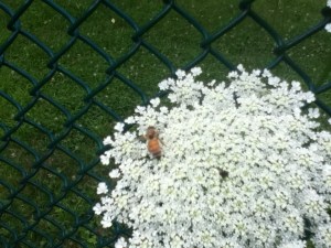 This is just one of many-so very many- Queen Anne's lace in our back yard. They are also known as "wild carrot"