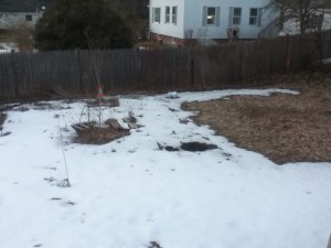 There is a little more dirt visible in the Food It Yourself garden every day. Soon, I'll be germinating seeds out there.