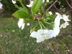 This flower may become part of a pie in a few months. 