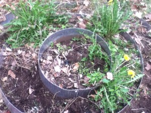 The strawberry tower was seriously overgrown. Mom and I removed the weeds, temporarily potted the remaining strawberry plants, and amended the soil.