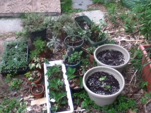The big pots on the right have baby rhubarbs in them. I forgot to mention we're growing rhubarb.