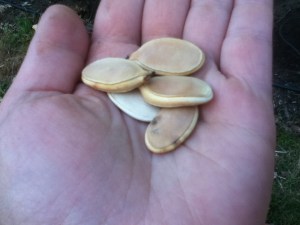 The littlest seeds planted this year-chamomile; pumpkin seeds were the largest.