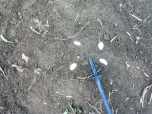 There can be only one zucchini here. The strongest will remain. (See that black thing? That's the drip irrigation dripper.)