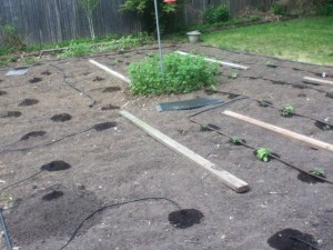 The dark spots are where the irrigation system is dripping. The boards are where I can walk without compacting the soil. Compacted soil is not good for growing things.