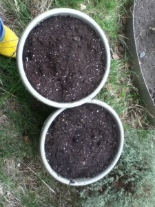 Chamomile is best planted in a pot. It spreads. The seed packet insists that I will have garden cress to nibble in two weeks.