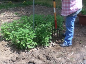 Mom convinced me that I needed to thin out my bee balm. Here she is, lifting a corner of the clump.
