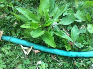 Here is some of that Plantago major in its natural habitat, next to my garden hose.