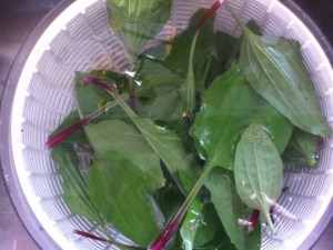 Next, a good rinse to get the dirt off, and a good soak to float the bugs out. A salad spinner is good for that.