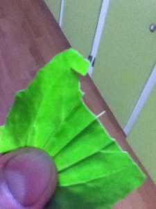 I bit into one small leaf. It was slightly bitter and tasted kind of like a freshly cut lawn, but in a good way. The longitudinal veins of the leaf made for some tough chewing. I decided on some cross-wise slices to make chewing easier.