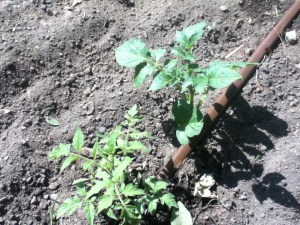Oh look- a random potato! I think it's a potato. This may turn into a serious hobby.