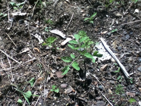 This stout fellow popped up in an area which has received no fertilizer or irrigation this year. In fact, he's thriving amongst some serious weeds. If the fruit is good we may have a winner with this guy!