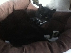 Bonzai can't make dinner because he doesn't have thumbs.