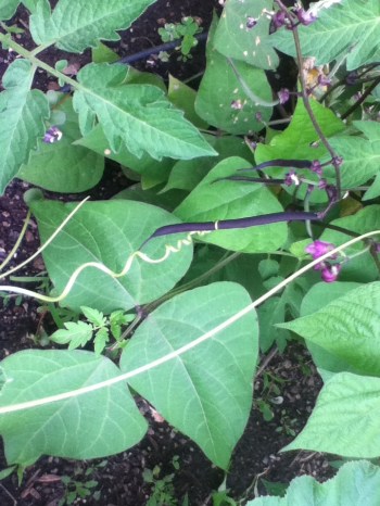 Bean and Pumpkin are friends. See? They are hugging!