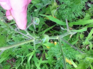 These are tiny green tomatoes on one of my "volunteer' plants. The plant has not been fertilized, weeded, staked, or trimmed all season. If the fruit tastes good I'm going to breed it.