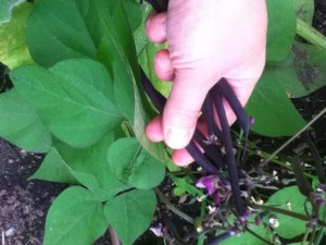 Yes, string beans are a healthy snack. But I don't think they need or necessarily deserve a label that says "healthy".