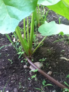 My rhubarb has definitely taken root. Can I harvest some the first year? Anyone know?