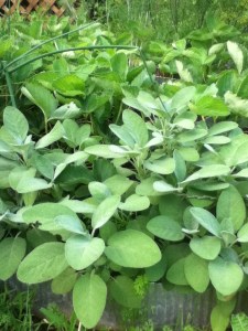 My herbs are all so happy! Mint, dill, lavender, and sage all doing very well.
