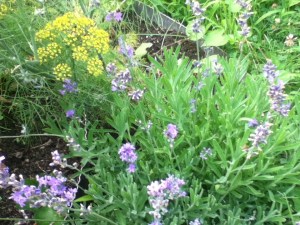 garden, mid season 015