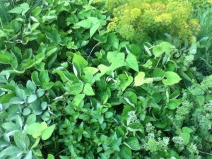 The mint is in the lower right hand corner of this mound of green things.  Trust me. I planted it there!