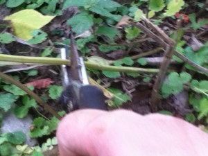 I had to prune back my bee balm, which also did very well this year. The bees and hummingbirds love the stuff.