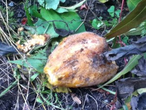 So, evidently we got exactly one cantaloupe. It was growing in the tall grass next to the garden. I found it in a state of partial decay. 