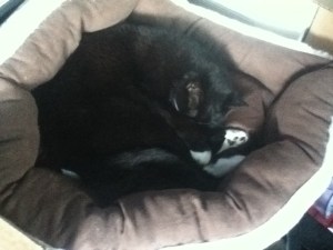 Bonzai is not contemplating batter bread. He is a cat.