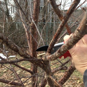 This branch was aimed towards the midline of the tree. Not any more.