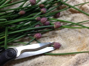 I snipped the flower buds off the chives. The flowers are edible, but I feared they would complicate the flavor profile and possibly clog my dainty food processor.
