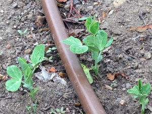 Pea sprouts showed up pretty quickly. I always plant two or three seeds for every single plant I want, in case some critter chooses a salad. That critter might even be me- pea shoots are a tasty vegetable. (Thanks to SyllieBee for informing me of that.)