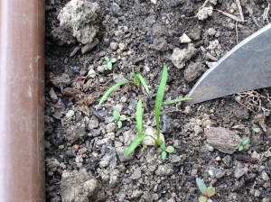 This is that akward stage where you can't really weed because you can't really tell what is a weed and what is the thing you planted. There is a 55% chance that at least some of these green things might grow up to be carrots.