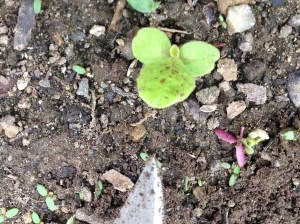 That is not an infestation, it is an heirloom leaf lettuce with polka-dots! Can't wait to have the most fashionable salads in the office.