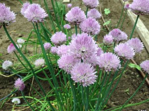 Still got chives that won't quit. I'll be dividing them again next spring. These are some hearty herbs!