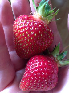 There is a reason they are called Ozark Beauties. 