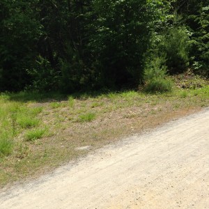 Remember- the best stuff is usually off the main path because fewer people think to look there. Just stay on the actual marked paths. Don't be That Guy.