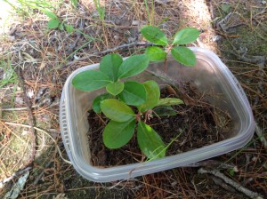 These unassuming plants are full of wintergreenie essence. Glad I left the main path.