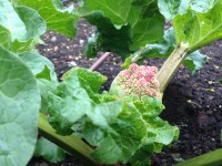 I had never seen a blooming rhubarb before this year. Kind of pretty, don't you think?