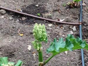 It blooms when it is stressed. A lesson for us all, don't you think?