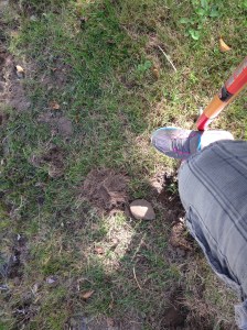 I decided the space between our cherry trees was perfect for our crocus bulbs. The soil is very tight and stony in that area so I went for hand tools rather than the rototiller.  Bonus- no need to hit the gym today!