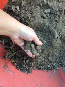 Yeah, this soil is very stony and, to be blunt crappy.  Speaking of which....