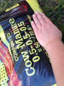 I replaced the native soil with my favorite soil fixer- composted manure. It is gravel-free and will offer the crocus bulbs just enough nutrients to establish themselves. 